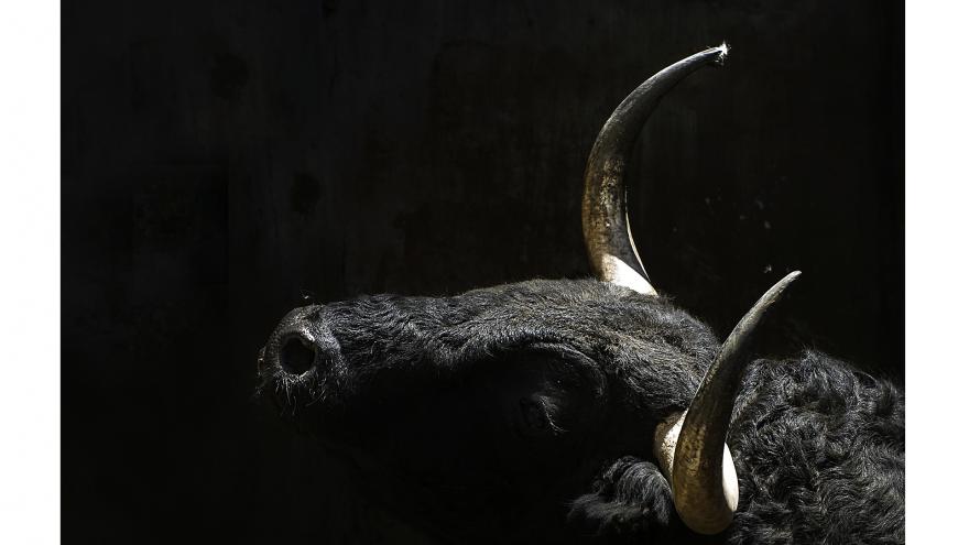 Exposición fotográfica de Carlos Canalo en las vitrinas bajo el tendido 6 Exposición fotográfica de Carlos Canalo en las vitrinas bajo el tendido 6