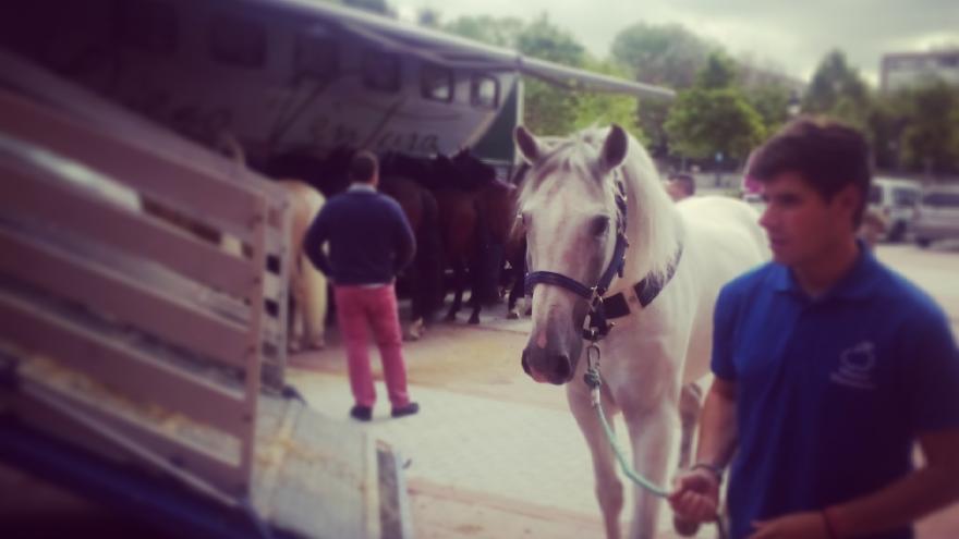 Los días de rejones, los caballos llegan a la plaza desde muy temprano