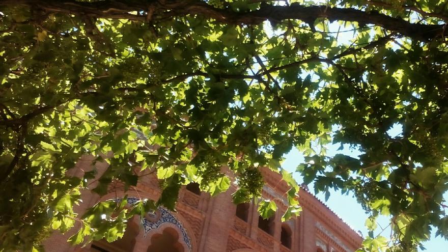 La parra del Patio de Caballos en primavera