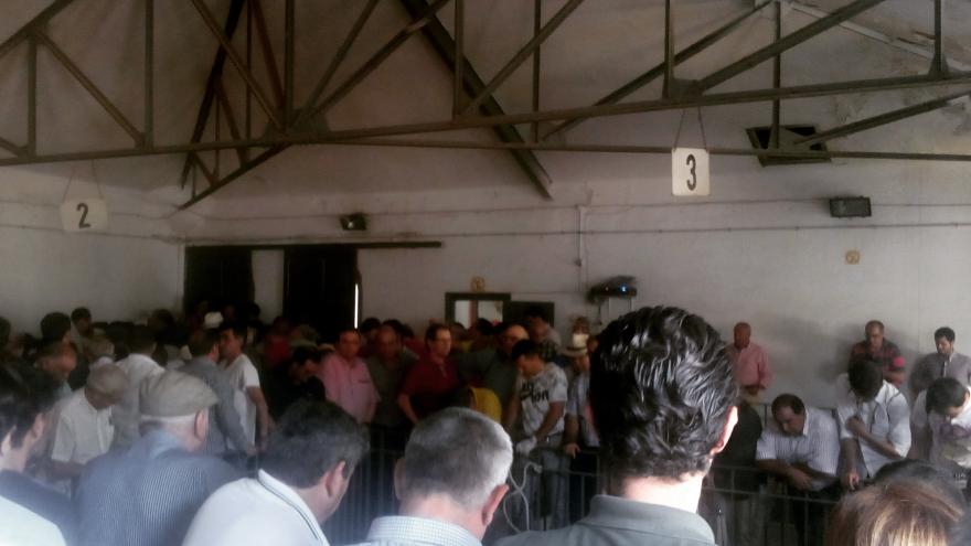 Dentro de los corrales de Las Ventas, para ver a los toros que se lidian por la tarde
