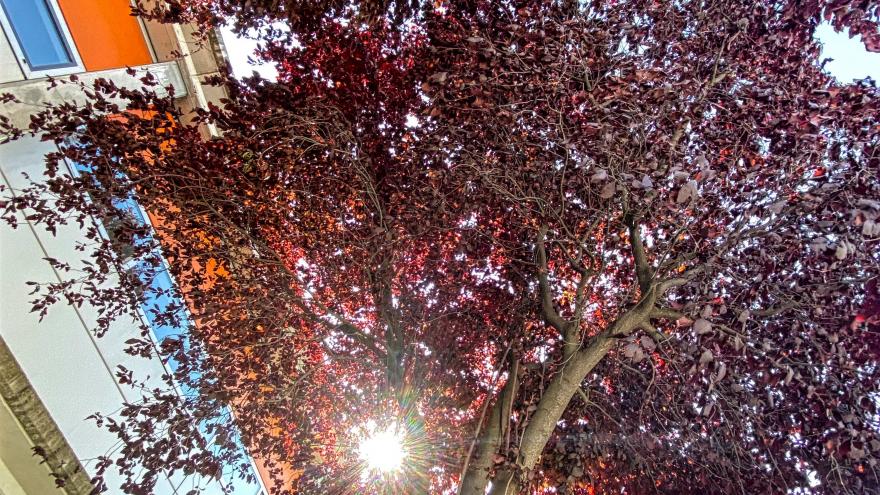 Arbor Coloris