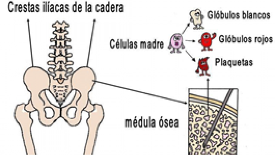 Gráfico que explica de dónde se extrae la médula