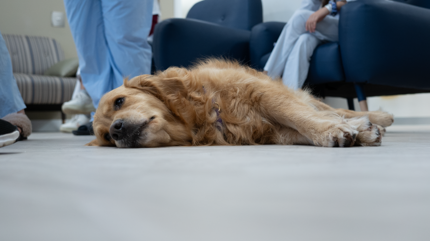 Terapia con perro en Psiquiatría adolescente Hospital 12 de Octubre