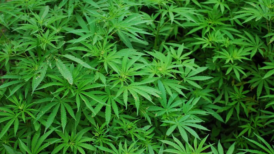 cannabis plantacion
