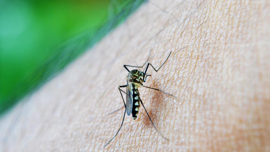 Mosquito tigre