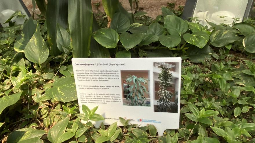 Cartel inforamtivo de la dracaena