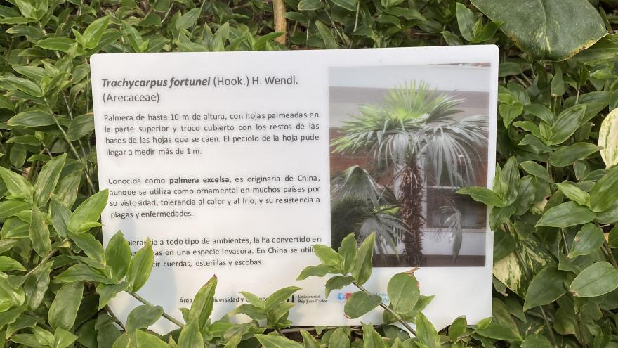 Cartel informativo Palmera Excelsa