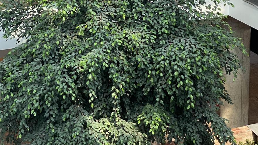 Ficus Benjamina