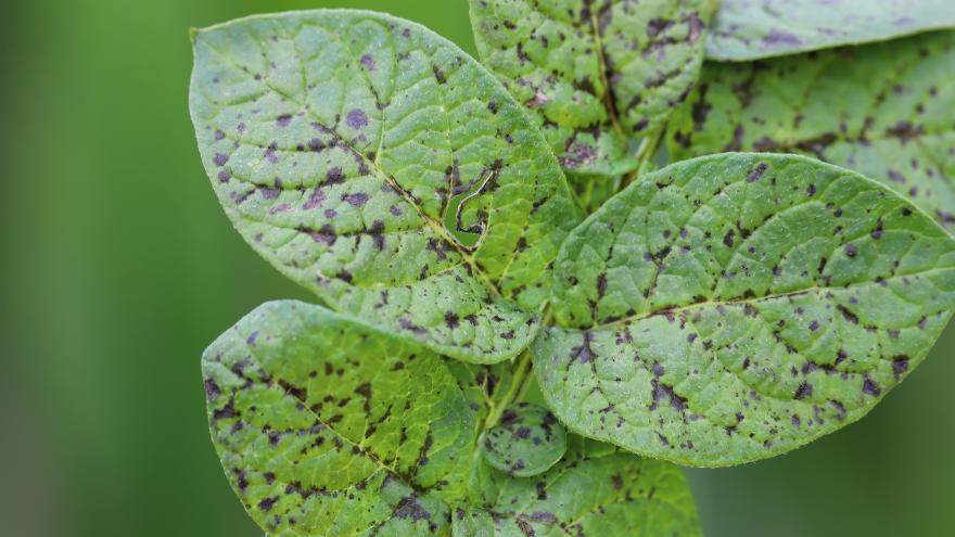 Alternariosis en planta de patata