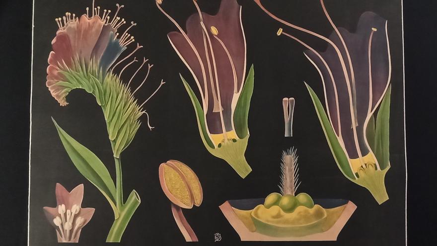 Lámina con ilustraciones de plantas