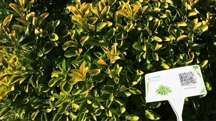 Arbusto de follaje denso, con hojas ovaladas, verdes o variegadas