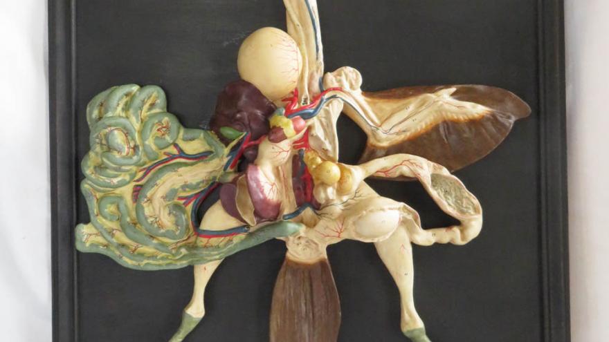 imagen de modelo didáctico de gallina