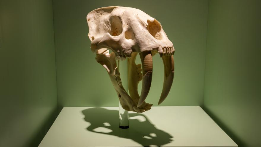 El Museo Arqueológico y Paleontológico de la Comunidad de Madrid inaugura su nueva exposición sobre los félidos Dientes de Sable Museo Arqueológico y Paleontológico