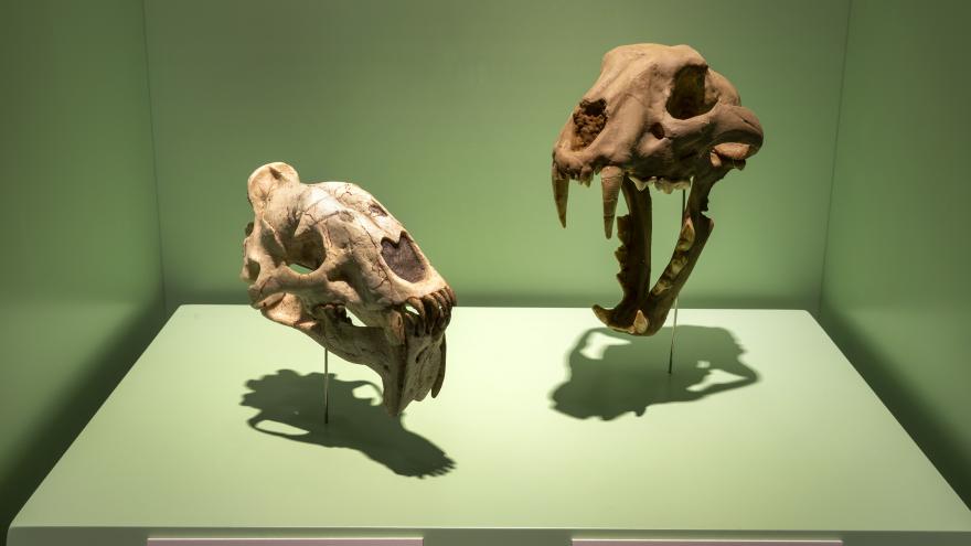 El Museo Arqueológico y Paleontológico de la Comunidad de Madrid inaugura su nueva exposición sobre los félidos Dientes de Sable Museo Arqueológico y Paleontológico