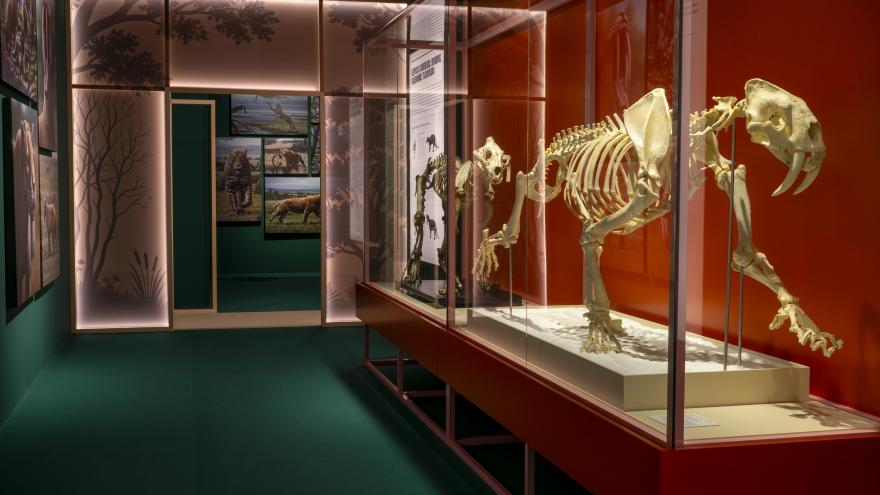 El Museo Arqueológico y Paleontológico de la Comunidad de Madrid inaugura su nueva exposición sobre los félidos Dientes de Sable Museo Arqueológico y Paleontológico