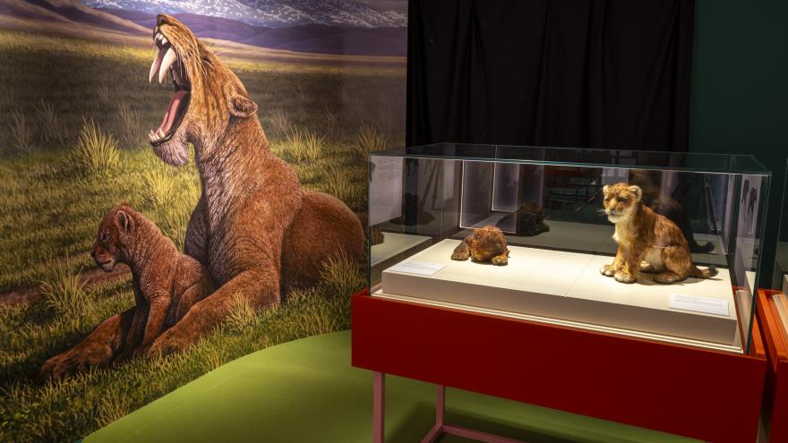 El Museo Arqueológico y Paleontológico de la Comunidad de Madrid inaugura su nueva exposición sobre los félidos Dientes de Sable Museo Arqueológico y Paleontológico