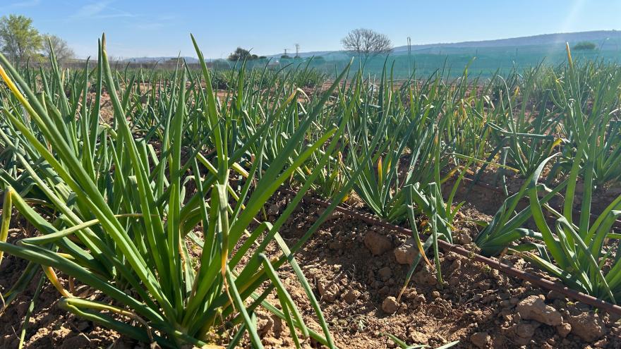 El viceconsejero García