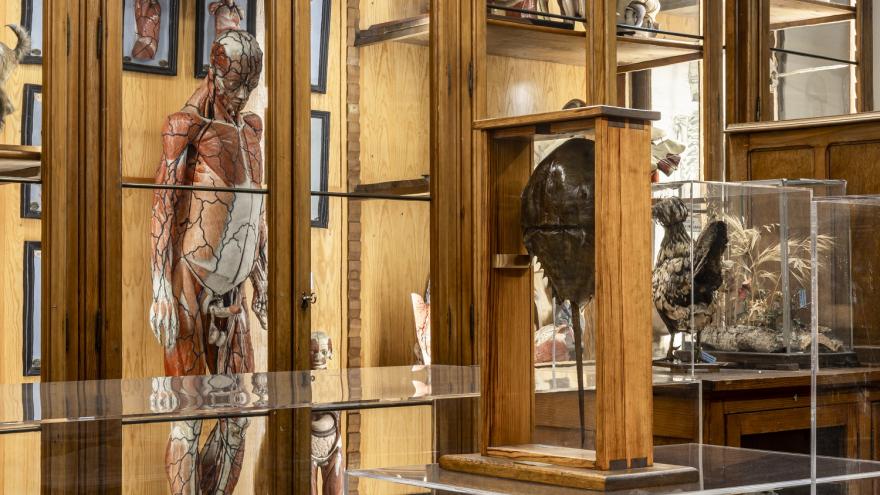 Vitrina del Gabinete del Instituto de Enseñanza Secundaria Cardenal Cisneros