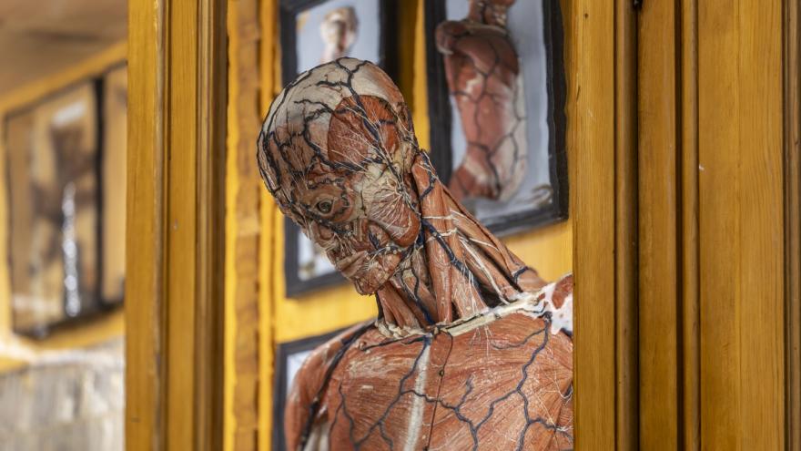 Modelo anatómico. Fotografía Miguel Ángel Camón imagen de modelo anatómico didáctico