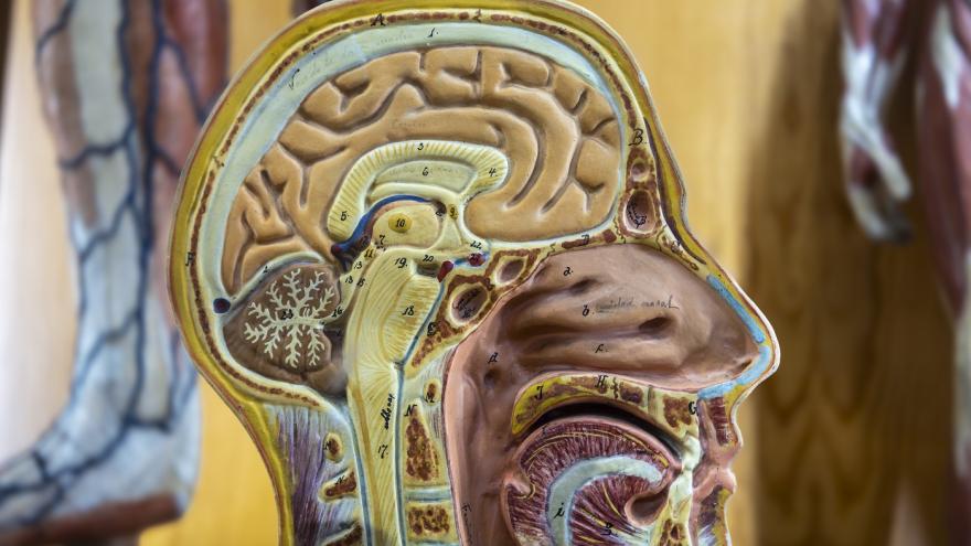 Modelo anatómico. Fotografía Miguel Ángel Camón imagen de modelo anatómico didáctico