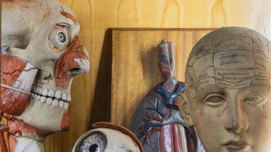 Modelos anatómicos. Fotografía Miguel Ángel Camón Imagen de modelos anatómicos ojo y cabeza en detalle