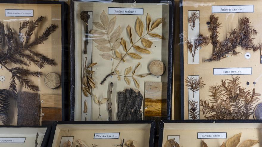 Modelos del Gabinete de Historia Natural. Fotografía Miguel Ángel Camón Imágenes de láminas con especies vegetales