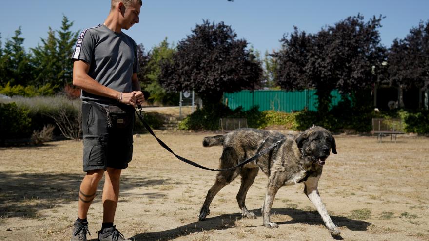 La Comunidad de Madrid ayudó a que 3000 animales de compañía encontraran un nuevo hogar