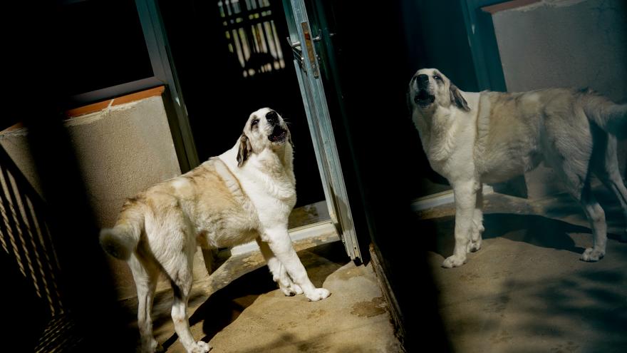 La Comunidad de Madrid ayudó a que 3000 animales de compañía encontraran un nuevo hogar