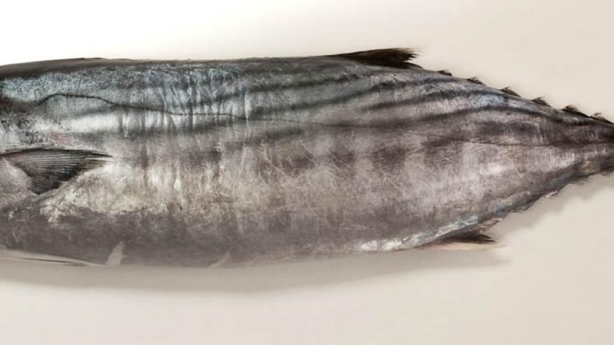 Imagen de bonito sarda