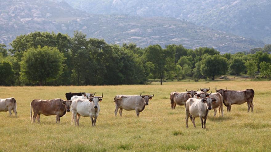 Imagen de Toros en finca