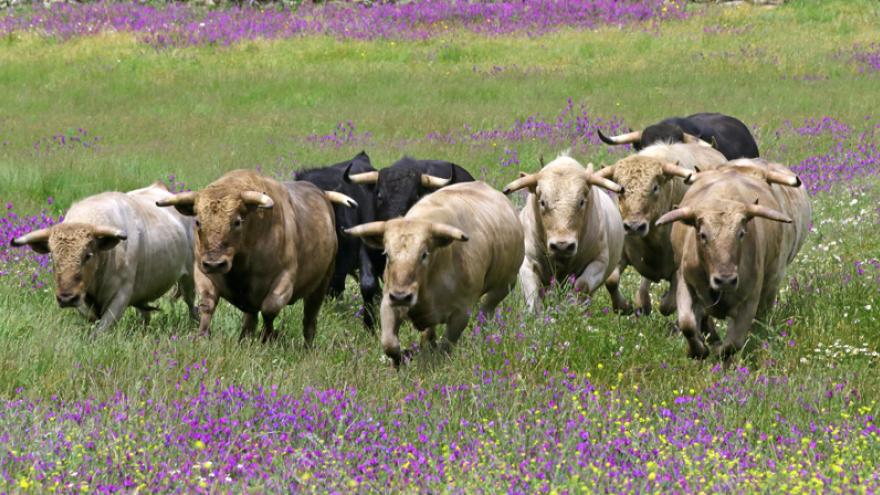 Imagen de Toros en finca