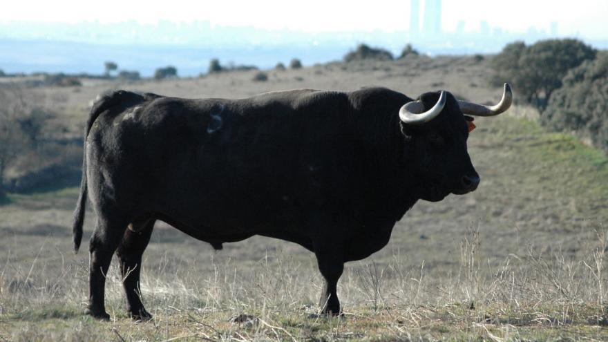 Toro