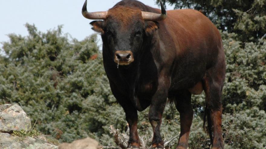 Toro