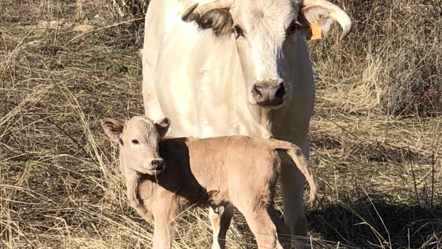 Vaca con ternero