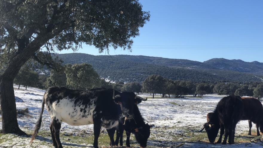 Toros en finca