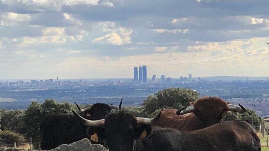 Toro