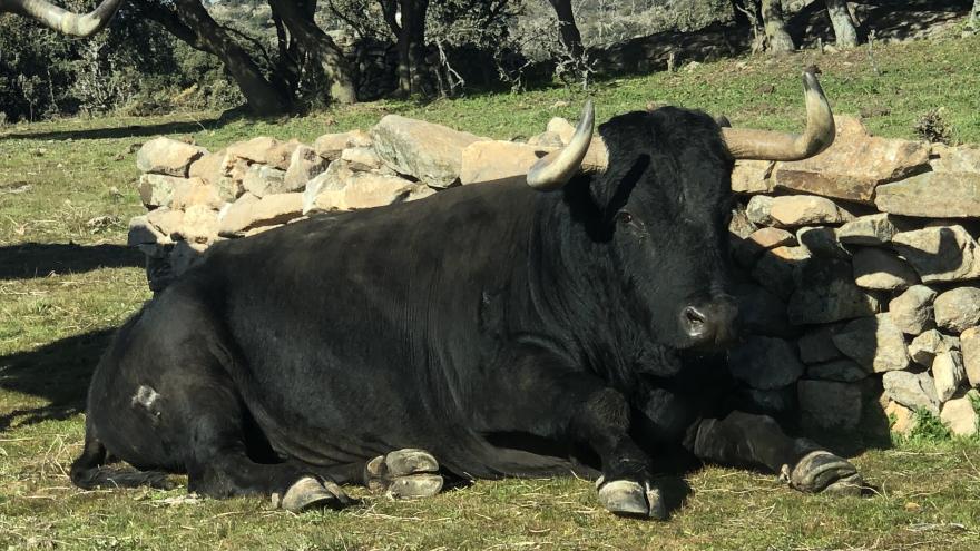Toro