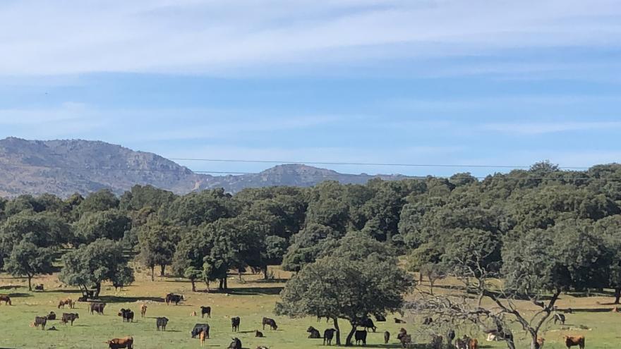 Finca
