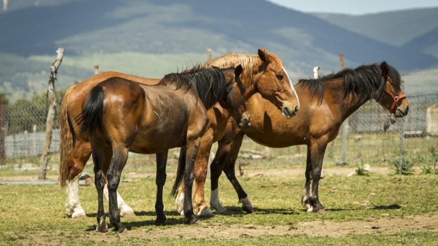 Caballos en finca