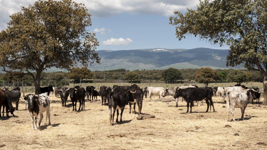 Toros en finca