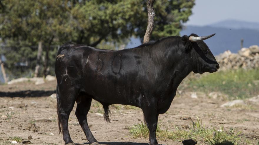 Toro primer plano