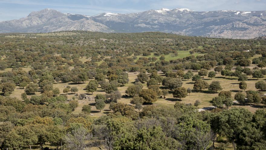 Finca