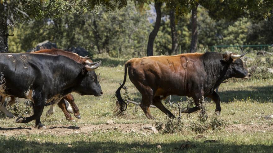 Toros corriendo en Finca