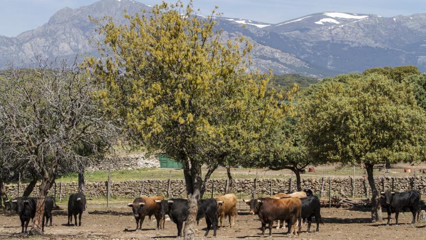 Toros en finca