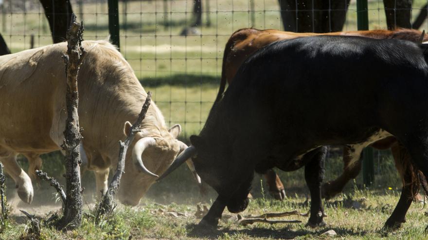 Toros topando o enzarzados