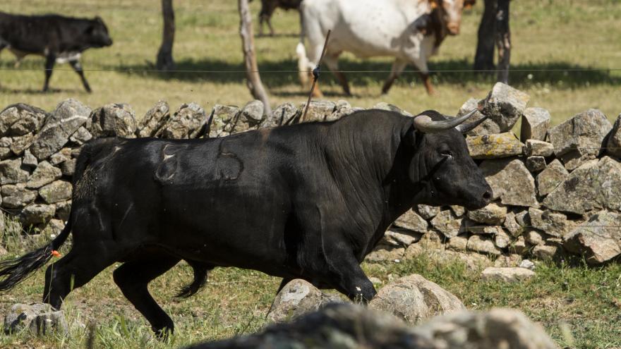 Toro corriendo en finca