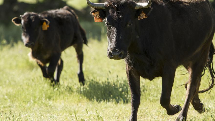 Toros corriendo
