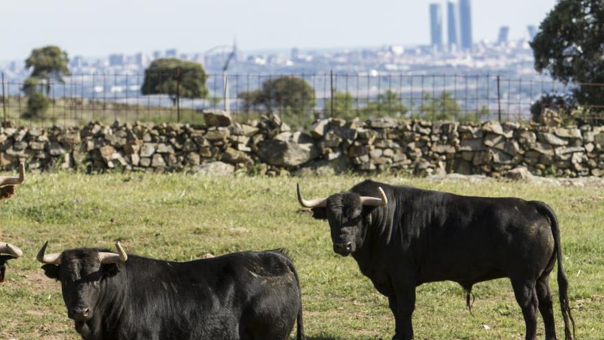 Toros