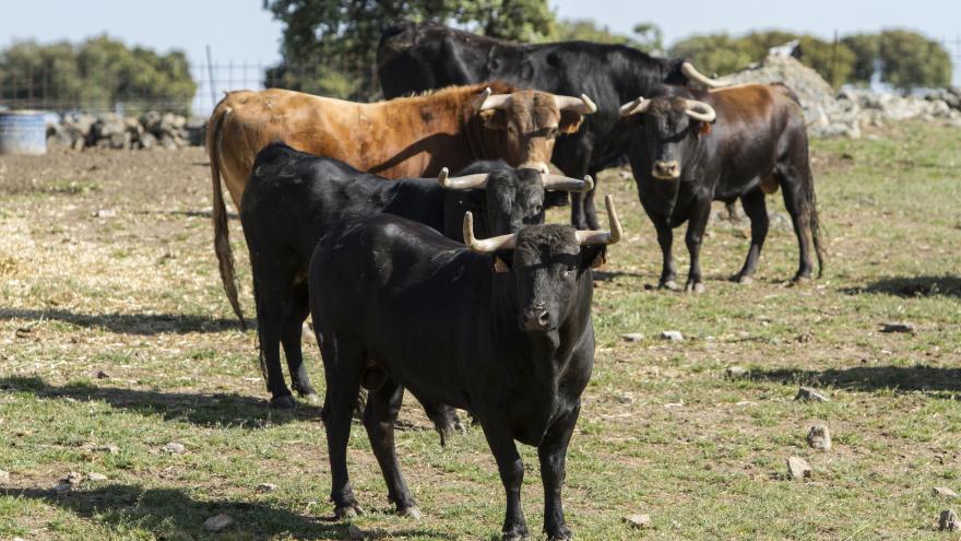 Toros en finca