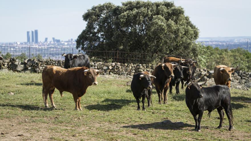 Toros en finca